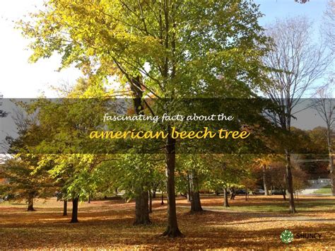 Fascinating Facts About The American Beech Tree Shuncy