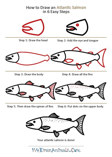How To Draw An Atlantic Salmon