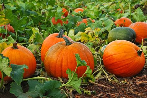 New Ideas For Cooking Harvest Time Pumpkins Off The Grid News