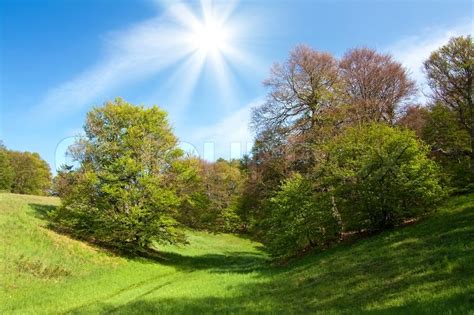 Spring Landscape With Green Grass And Trees And Blue Sky Stock Photo