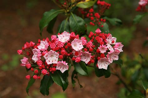 Where to find mountain laurel. Mountain Laurel Plants: How to Grow Them, Common Error
