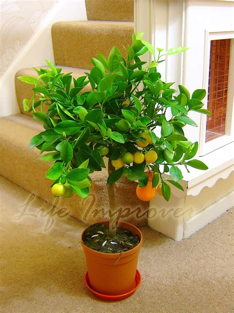 Calamondin Citrus Orange Fruit Tree Standing Trellis Trained Indoor