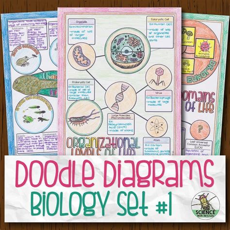 More About Doodle Diagrams Science And Math With Mrs Lau Doodle