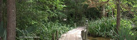 Mindful Mondays In The Forest Programs Houston Audubon
