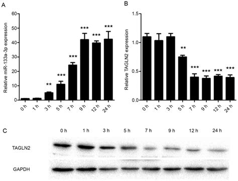 mir‑133a‑3p regulates the proliferation and apoptosis of intestinal epithelial cells by