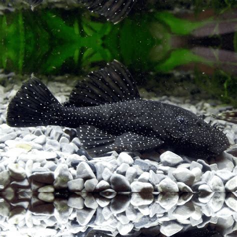 Peppermint Bristlenose Catfish Roxy Aquarium