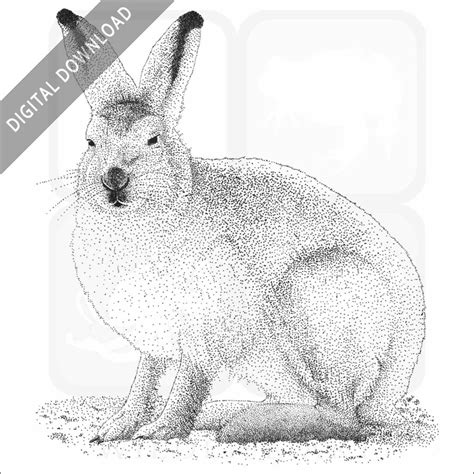 Stock Art Drawing Of A Snowshoe Hare