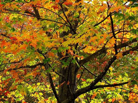 Automne Campaign Fall Landscapes Leaf Nature Rain Season Tree