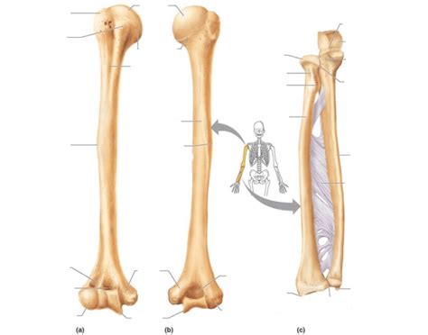 Bones of elbow, human anatomy sketch. Anatomy of the Arm Bones