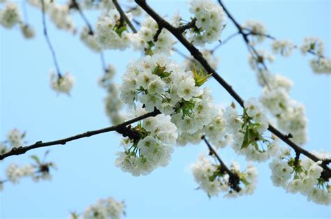 Bing Cherry Blossoms Flickr Photo Sharing