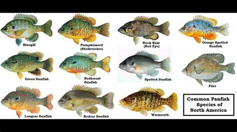 Panfish Identification Panfish Fish Aquaponics Fish