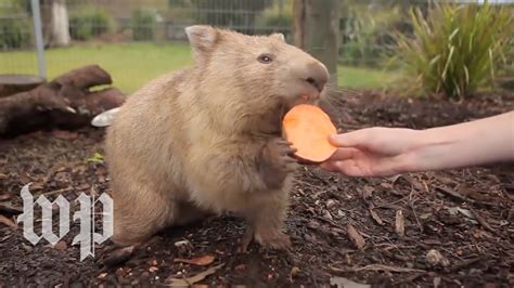 Why Is Wombat Poop Cube Shaped Researchers Reveal Its Mystery Youtube