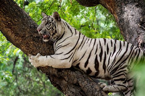 Psbattle This White Tiger Climbing A Tree Rphotoshopbattles