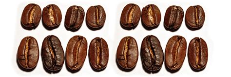Check spelling or type a new query. VEE's Mexico "Maragogype" for filter coffee, espresso, cappuccino, and latte macchiato. Medium ...