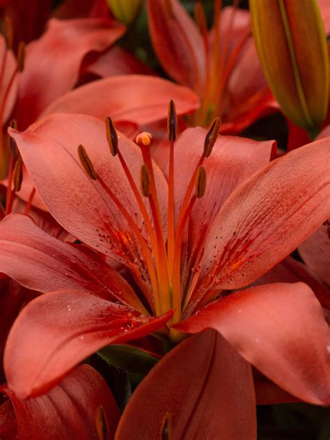 Red Matrix Asiatic Lily Bulbs Set Of 3 Gardeners Supply