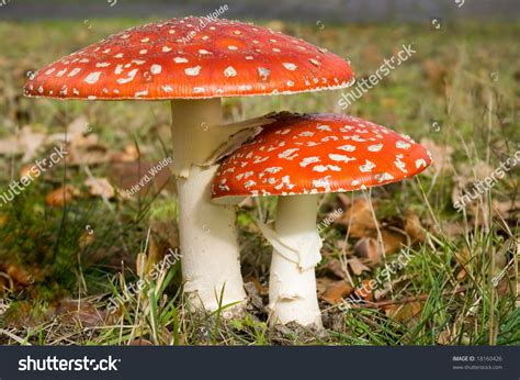 2 Redwhite Mushrooms Stock Photo 18160426 Shutterstock