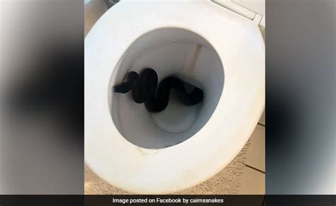 Woman Discovers Python In Bathroom Twice In Two Days