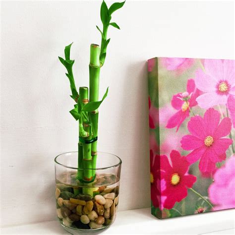 Lucky Bamboo Ribbon Plant Evergreen Indoor Bonsai In Ceramic Etsy