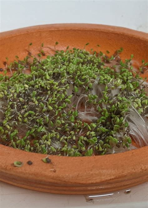 Sprout Your Chia Seeds Grow To Eat The Gardener