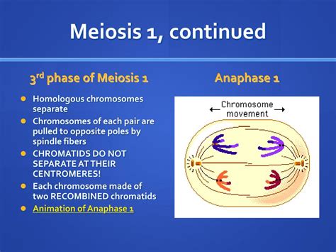 Ppt Meiosis And Sexual Reproduction Powerpoint Presentation Free Download Id 654459