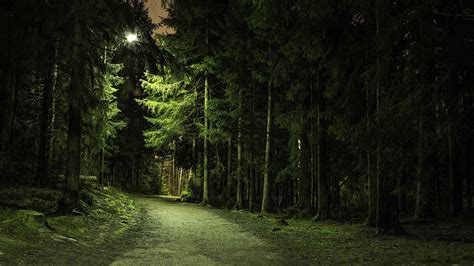 Nature Trees Forest Green Branch Path Lights Landscape Pine