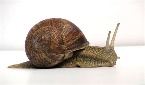 Are Snails Poisonus Kemi Filani News