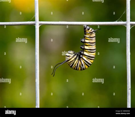 Caterpillar Transforming Into Butterfly Hi Res Stock Photography And