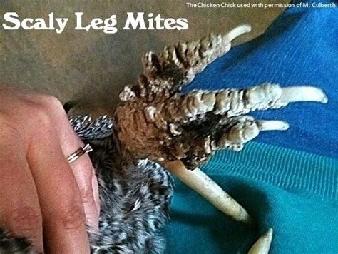 Scaly Leg Mites In Chickens Identification And Treatment The Chicken Chick®