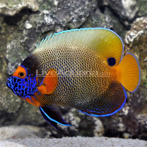 Blueface Angelfish Beautiful Sea Creatures Colorful Fish Marine Fish