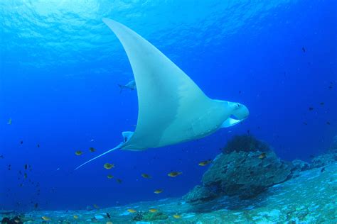 Swim With Manta Rays Best Encounters And Where To See Them