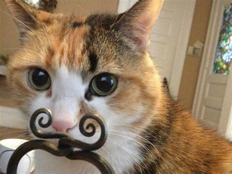 Cats Caught In The Act At Just The Right Moment 22 Pics