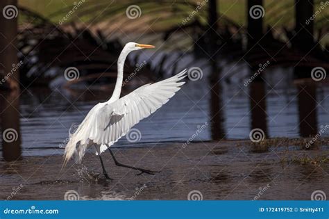 Flying Great White Egret Ardea Alba Wading Bird Stock Photo Image Of