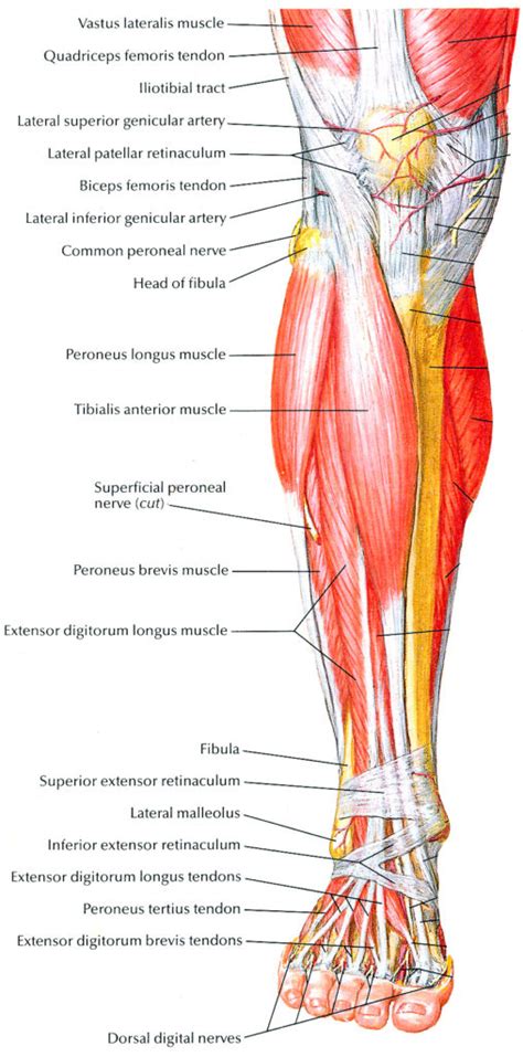 Muscles Of Lower Extremity