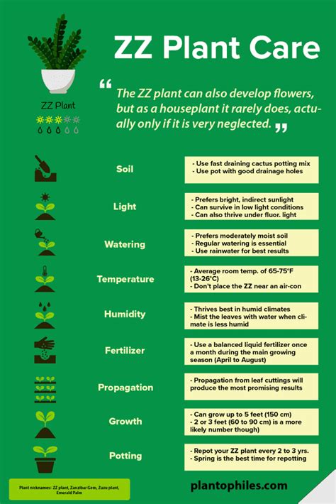 How To Care For Your Zz Plant Zz Plant Care Tips How To Grow
