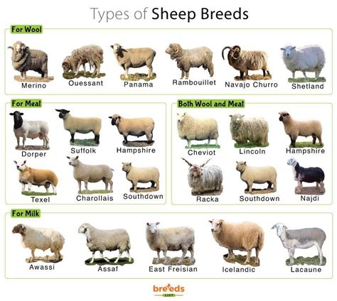 Sheep Facts Types And Pictures Artofit