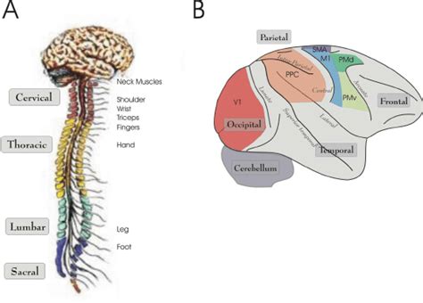 Together with the peripheral nervous system (pns), the other major portion of the nervous system. A- Lateral view of the human brain and spinal cord. The four sections... | Download Scientific ...