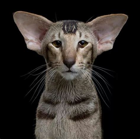 Grote Oren Vreemde Dieren Katten Honden