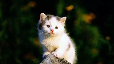 40 Lovely Cat Wallpapers Wallpaperboat