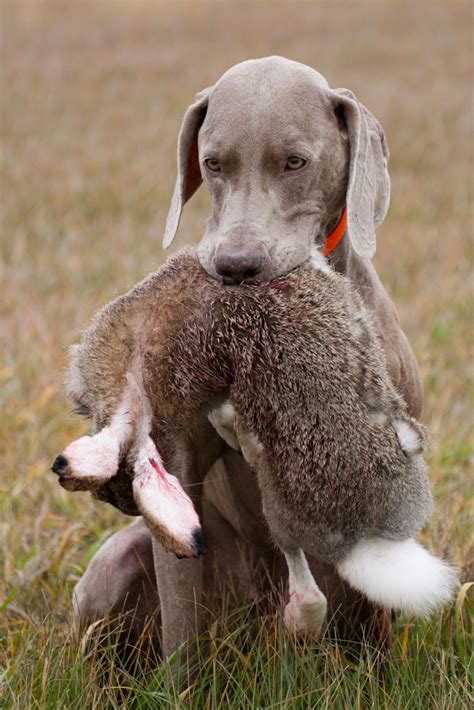 Pointing Dog Blog Breed Of The Week The Weimaraner Part 3
