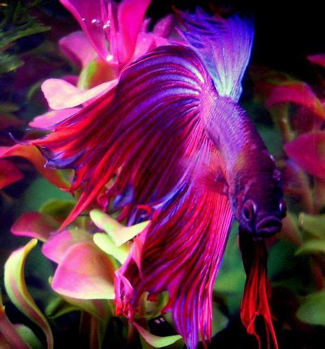 180 Tropical Fish A Relaxing Hobby Ideas Tropical Fish Fish