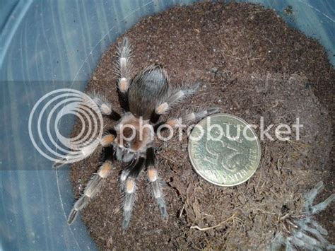 For Sale Trade Tarantulas And Other Exotics