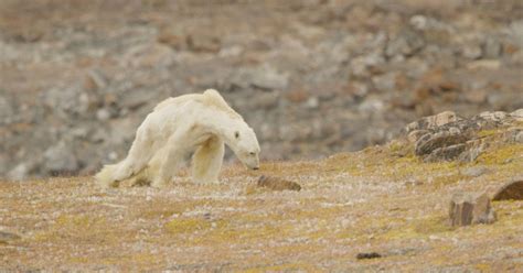Heartbreaking Video Of A Starving Polar Bear Shows The Soul Crushing