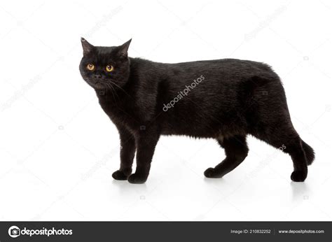 Adorable Black British Shorthair Cat Standing Isolated White Background