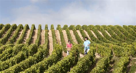 Visit The Loire Valley Vineyards Wine Tourism