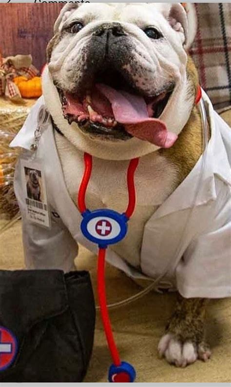 Dog Doctor Lab Coat Costume Doctor Lab Coat Dog Costume Pet Etsy