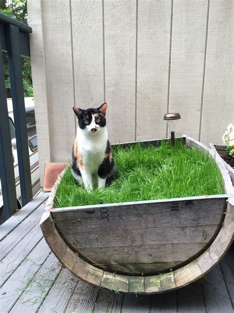 Have Indoor Cats Who Love Grass Fill A Planter With Grass Seed And