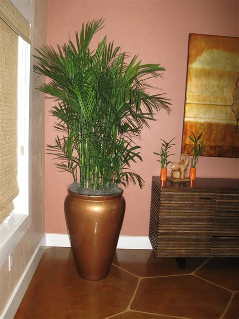Low Maintenance Plants Indoor Palm