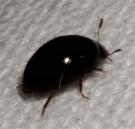But there is another threat possibly lurking tiny brown bugs can be found anywhere: tiny black border beetle - Phalacrus - BugGuide.Net