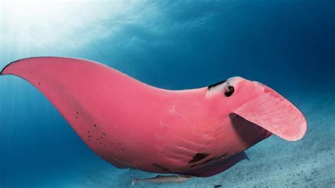 Pink Manta Ray Spotted Off The Great Barrier Reef And Other Odd