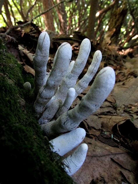 Dead Mans Fingers Xylaria Polymorpha 715 At Microcosmic